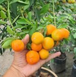 Mandarin Orange Plant – Sweet Juicy Citrus Fruit Tree for Home Garden | Uglaoo - Image 2
