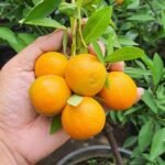 Mandarin Orange Plant – Sweet Juicy Citrus Fruit Tree for Home Garden | Uglaoo - Image 3