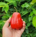 Red Water Apple Plant – Sweet Juicy Exotic Fruit Tree for Home Garden | Uglaoo - Image 7