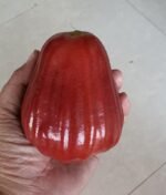 Red Water Apple Plant – Sweet Juicy Exotic Fruit Tree for Home Garden | Uglaoo - Image 4