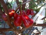 Red Water Apple Plant – Sweet Juicy Exotic Fruit Tree for Home Garden | Uglaoo - Image 3