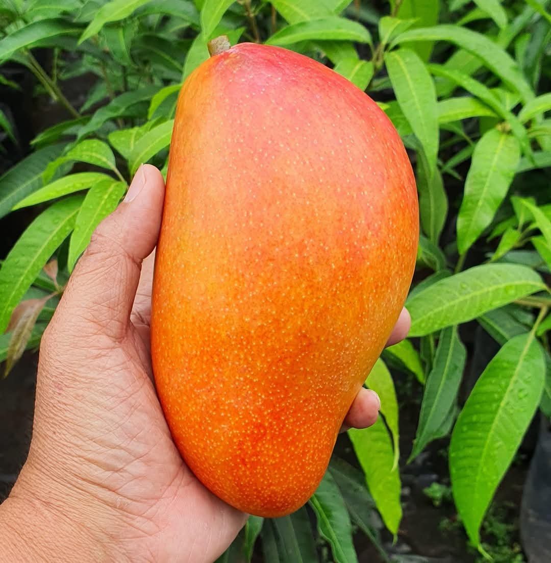 FB_IMG_1734725602600 Xishi Mango Plant – Rare Exotic Sweet Mango Tree for Home Garden | Uglaoo - Image 1