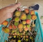 Rambutan Plant – Exotic Sweet Tropical Fruit Tree for Home Garden | Uglaoo - Image 2