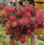 Rambutan Plant – Exotic Sweet Tropical Fruit Tree for Home Garden | Uglaoo - Image 3