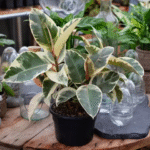 Variegated Rubber Plant – Premium Indoor Decorative Ficus Plant for Home & Office | Uglaoo - Image 4