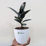 Black Rubber Plant – Premium Indoor Foliage Plant for Home & Office | Uglaoo