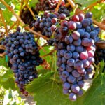 Black Grapes Plant – Sweet Juicy Seedless Grape Vine for Home Garden | Uglaoo