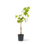 Black Grapes Plant – Sweet Juicy Seedless Grape Vine for Home Garden | Uglaoo - Image 7