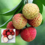 Seedless Litchi Plant – Sweet Juicy Litchi Tree for Home Garden | Uglaoo - Image 2