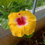 American Hibiscus Flower Plant – Large Blooming Exotic Hibiscus for Home Garden | Uglaoo - Image 2