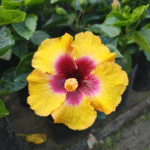 American Hibiscus Flower Plant – Large Blooming Exotic Hibiscus for Home Garden | Uglaoo