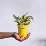 Snake Plant (Sansevieria) – Low Maintenance Indoor Air Purifying Plant | Uglaoo - Image 3