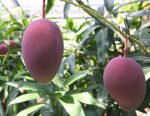 Miyazaki Mango Plant (Taiyo no Tamago) – World’s Most Premium Japanese Red Mango | Uglaoo - Image 5