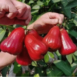 Red Water Apple Plant – Sweet Juicy Exotic Fruit Tree for Home Garden | Uglaoo