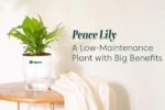 Peace Lily Plant (Spathiphyllum) – Air Purifying Indoor Flowering Plant | Uglaoo - Image 3