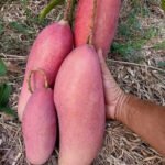 Red Ivory Mango Plant – Rare Red Sweet Mango Tree for Home Garden | Uglaoo - Image 4