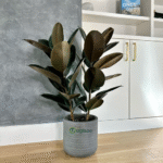 Black Rubber Plant – Premium Indoor Foliage Plant for Home & Office | Uglaoo - Image 4