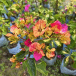 Adarna Bougainvillea Plant – Rare Multi-Color Flowering Climber for Home Garden | Uglaoo - Image 5
