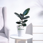 Black Rubber Plant – Premium Indoor Foliage Plant for Home & Office | Uglaoo - Image 2