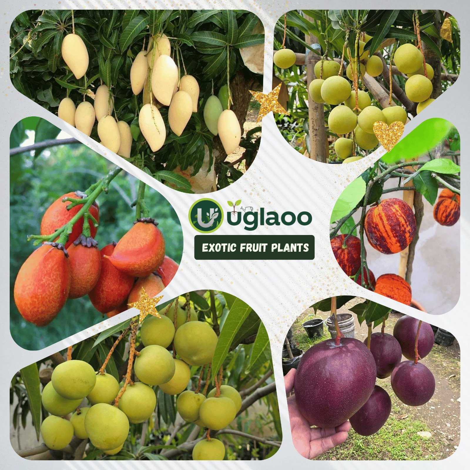 WhatsApp Image 2025-12-09 at 2.03.59 PM