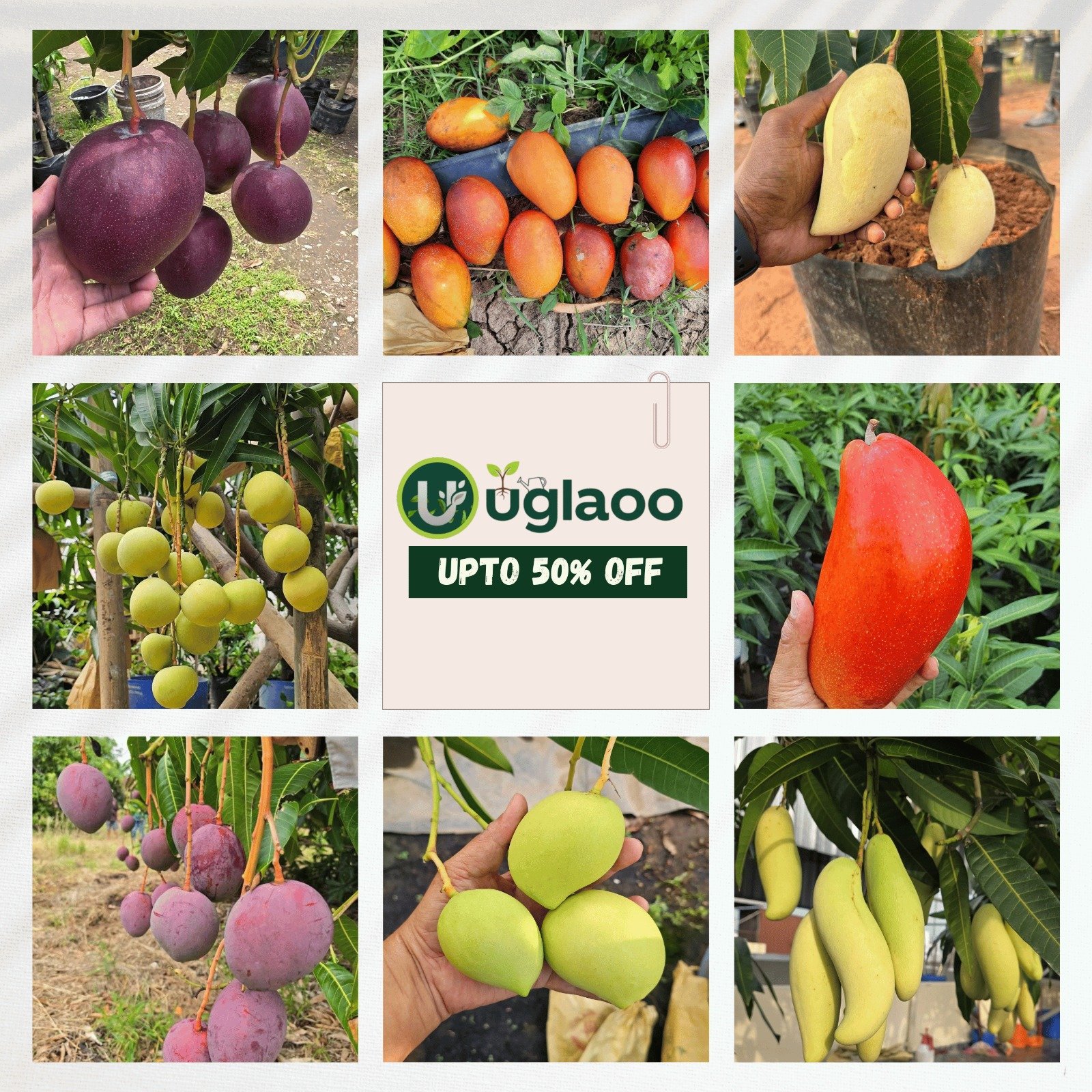 WhatsApp Image 2025-12-09 at 2.04.04 PM