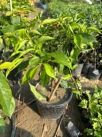 Multicolour Bougainvillea Plant – Vibrant Flowering Climber for Home Garden & Balcony | Uglaoo - Image 6