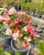 Multicolour Bougainvillea Plant – Vibrant Flowering Climber for Home Garden & Balcony | Uglaoo - Image 2