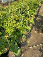 Multicolour Bougainvillea Plant – Vibrant Flowering Climber for Home Garden & Balcony | Uglaoo - Image 5