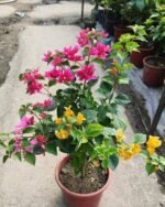 Multicolour Bougainvillea Plant – Vibrant Flowering Climber for Home Garden & Balcony | Uglaoo - Image 4