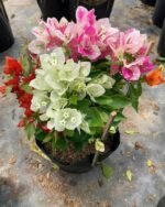 Multicolour Bougainvillea Plant – Vibrant Flowering Climber for Home Garden & Balcony | Uglaoo - Image 3