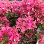 Ruby Pink Bougainvillea Plant – Bright Pink Flowering Climber for Home Garden | Uglaoo