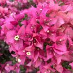 Ruby Pink Bougainvillea Plant – Bright Pink Flowering Climber for Home Garden | Uglaoo - Image 2