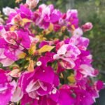Thima Bougainvillea Plant – Rare Dual-Tone Flowering Climber for Home Garden | Uglaoo - Image 2
