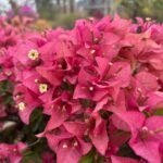 Ruby Pink Bougainvillea Plant – Bright Pink Flowering Climber for Home Garden | Uglaoo - Image 3