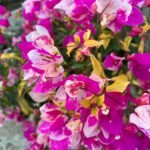 Thima Bougainvillea Plant – Rare Dual-Tone Flowering Climber for Home Garden | Uglaoo