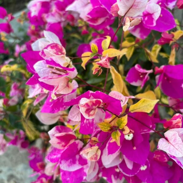 Thima Bougainvillea Plant – Rare Dual-Tone Flowering Climber for Home Garden | Uglaoo