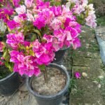 Thima Bougainvillea Plant – Rare Dual-Tone Flowering Climber for Home Garden | Uglaoo - Image 4