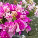 Thima Bougainvillea Plant – Rare Dual-Tone Flowering Climber for Home Garden | Uglaoo - Image 3