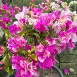 Thima Bougainvillea Plant – Rare Dual-Tone Flowering Climber for Home Garden | Uglaoo - Image 5