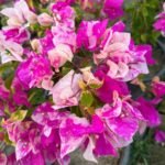 Thima Bougainvillea Plant – Rare Dual-Tone Flowering Climber for Home Garden | Uglaoo - Image 7