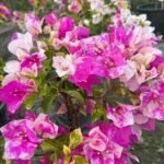 Thima Bougainvillea Plant – Rare Dual-Tone Flowering Climber for Home Garden | Uglaoo - Image 6