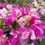 Thima Bougainvillea Plant – Rare Dual-Tone Flowering Climber for Home Garden | Uglaoo - Image 8