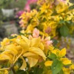 Golden Patch Bougainvillea Plant – Yellow Variegated Flowering Climber for Home Garden | Uglaoo - Image 5