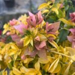 Golden Patch Bougainvillea Plant – Yellow Variegated Flowering Climber for Home Garden | Uglaoo - Image 4