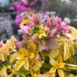 Golden Patch Bougainvillea Plant – Yellow Variegated Flowering Climber for Home Garden | Uglaoo - Image 3