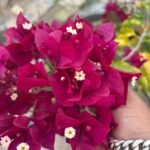 Dark One Bougainvillea Plant – Deep Purple Flowering Climber for Home Garden | Uglaoo - Image 2
