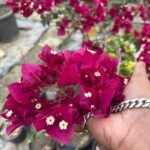 Dark One Bougainvillea Plant – Deep Purple Flowering Climber for Home Garden | Uglaoo - Image 3