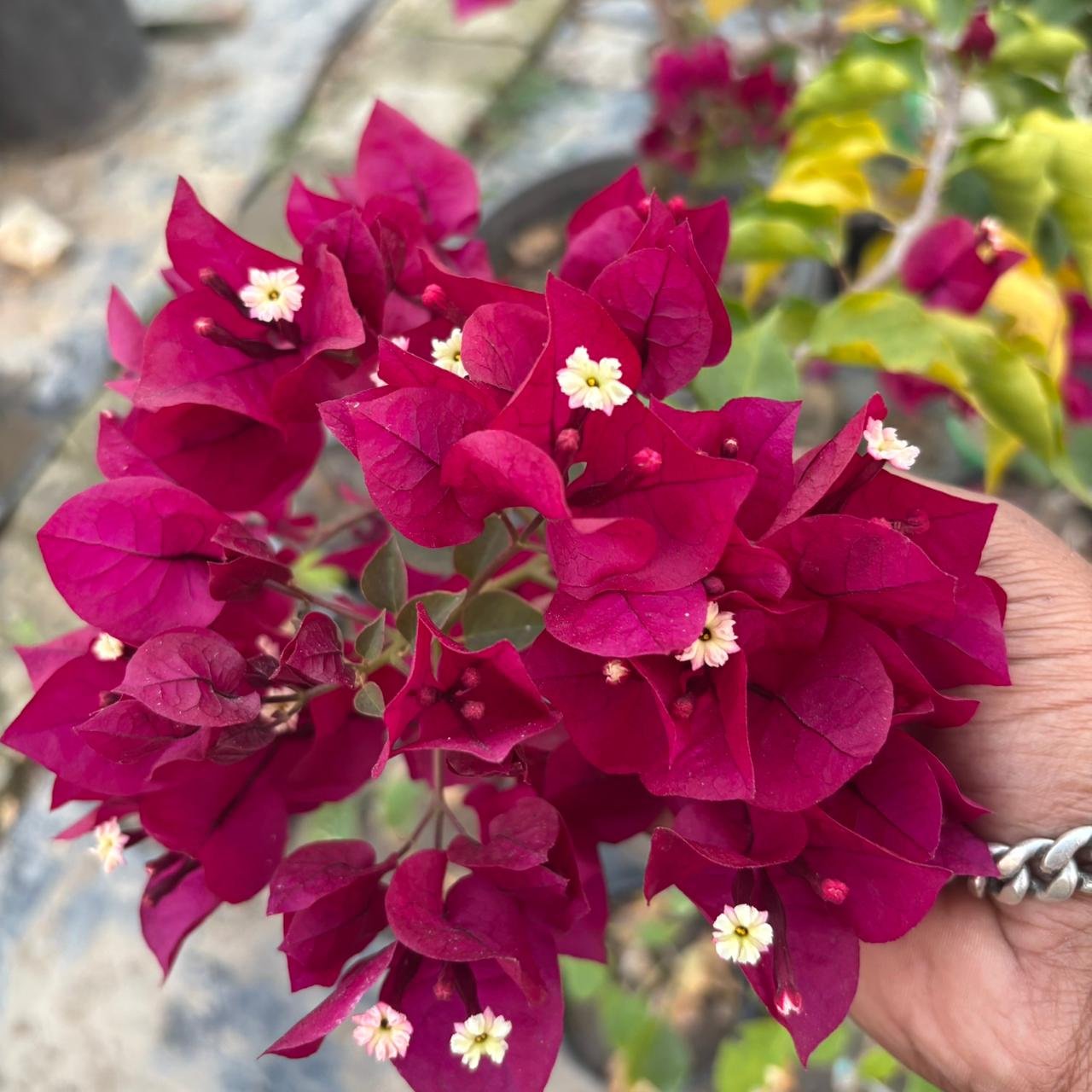 WhatsApp Image 2025-12-18 at 6.09.53 PM Dark One Bougainvillea Plant – Deep Purple Flowering Climber for Home Garden | Uglaoo - Image 1