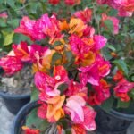 Adarna Bougainvillea Plant – Rare Multi-Color Flowering Climber for Home Garden | Uglaoo
