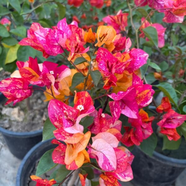 Adarna Bougainvillea Plant – Rare Multi-Color Flowering Climber for Home Garden | Uglaoo